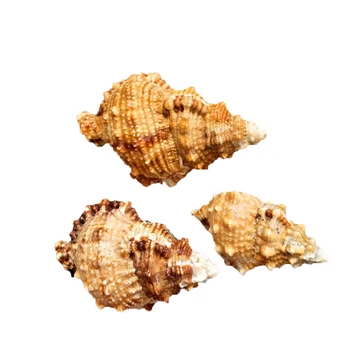 Křepelky Velké Velikosti Přírodních Žabí Kámen Shell,Domácí Dekorace,Akvárium Terénní Úpravy Fish Tank Dekorace,Max. Velikost 26 Cm