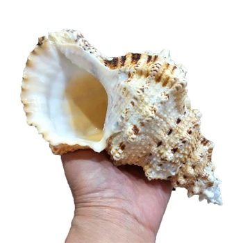 Křepelky Velké Velikosti Přírodních Žabí Kámen Shell,Domácí Dekorace,Akvárium Terénní Úpravy Fish Tank Dekorace,Max. Velikost 26 Cm
